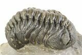 Detailed Hollardops Trilobite With Morocops #275251-6